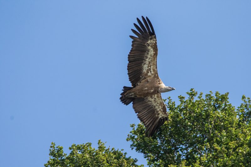Vautour fauve en vol